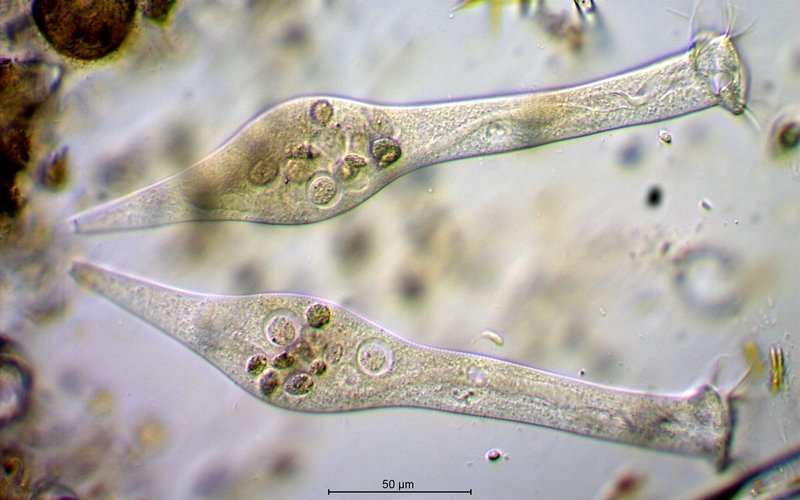Ophrydium spec._ Gerda spec._40x.jpg