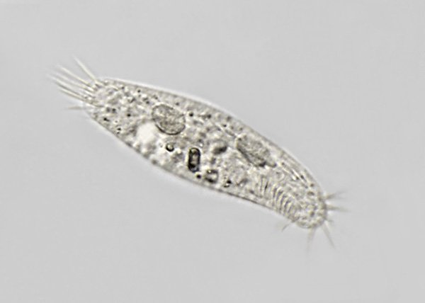 holosticha.p1.jpg