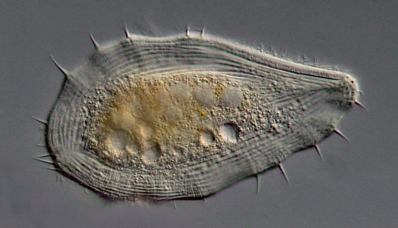 Auf diesem Bild sind sehr gut rundum die Dornen zu erkennen, die das Tier sehr wehrhaft erscheinen lassen. Charakteristisch ist auch der rundum laufende hyaline Rand.
