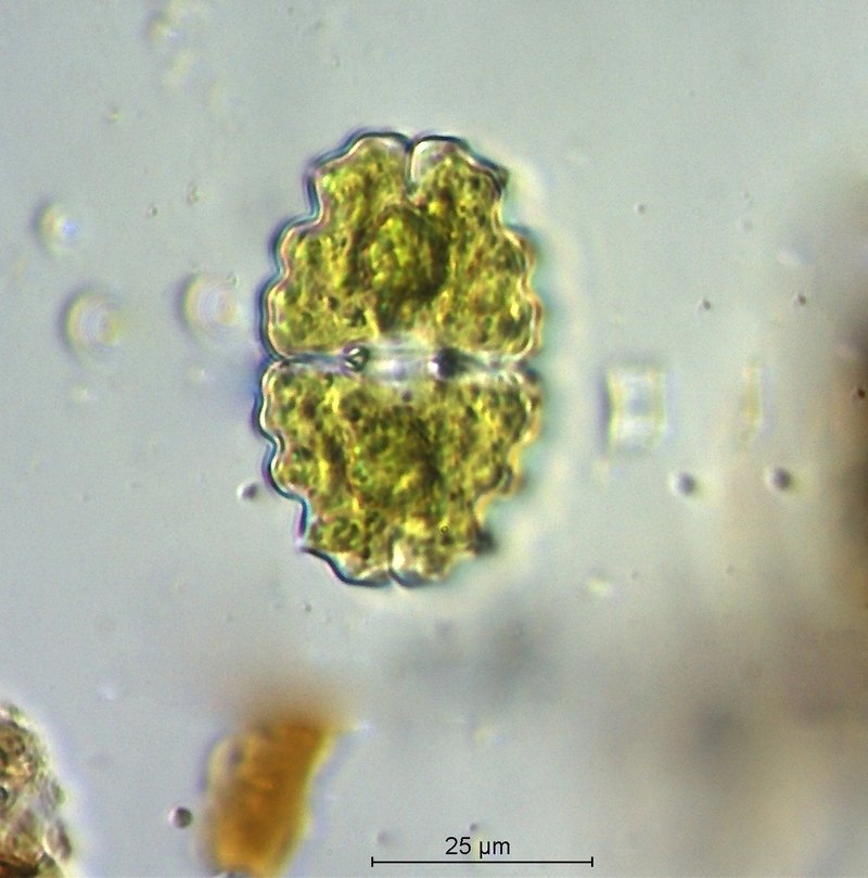 Euastrum bidentatum_1_60x.jpg