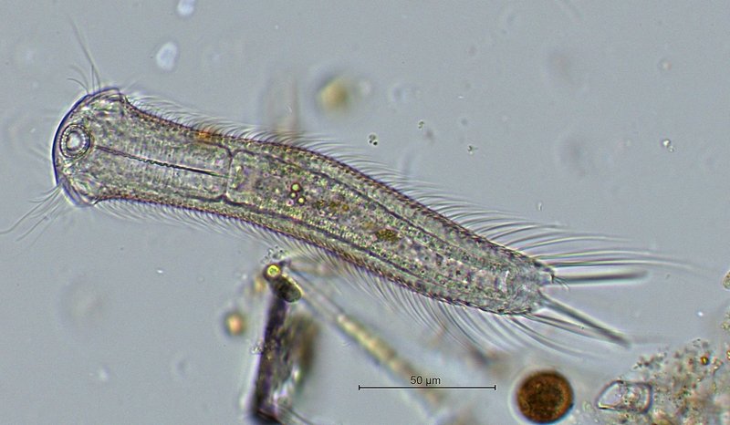 Chaetonotus spec..jpg