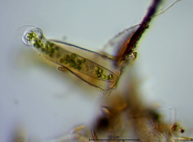 Vaginicola cf.tincta.jpg