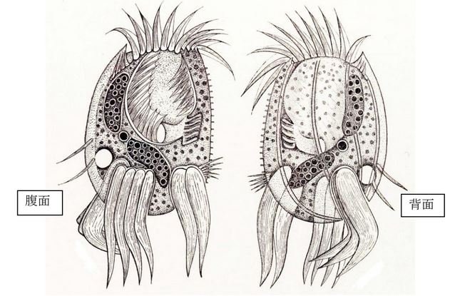 Zeichnung aus dem Yagiu and Shigenaka's Pictorial Atlas of Ciliates sind sowohl ventrale (links) als auch die dorsale Seite (rechts) zu sehen.