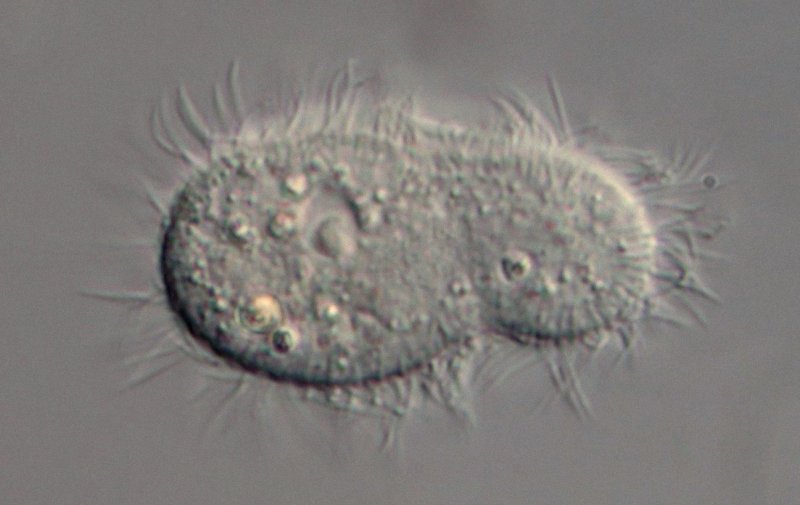 Auf diesem Bild kann man erkennen, dass das Tier nicht vollkommen starr ist, obwohl es das die meiste Zeit war.