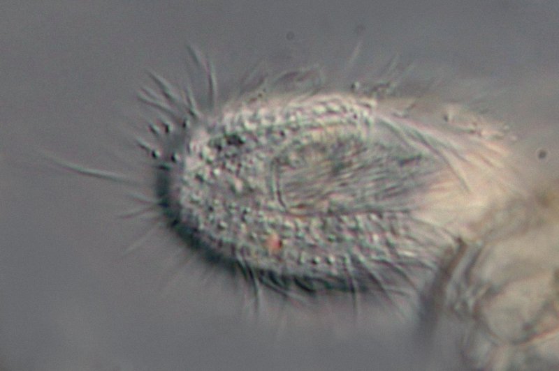 Offenbar hatte sich das Tier etwas gedreht, so dass man den Mundbereich in der Mitte liegen hat.