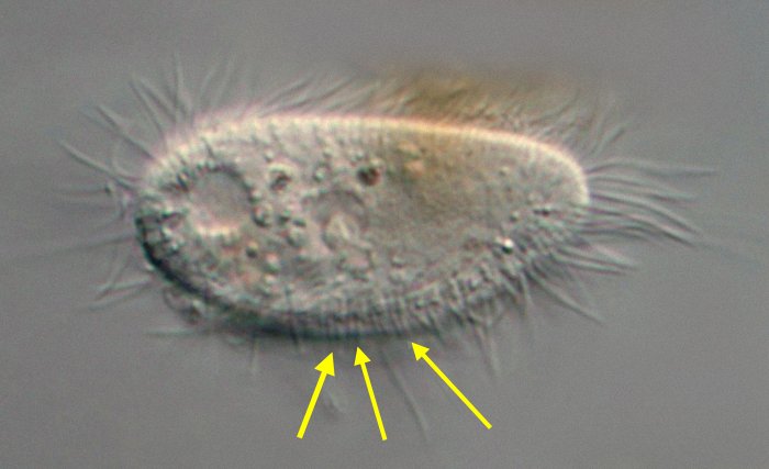 Die gelben Pfeile weisen auf paarige Wimpern.