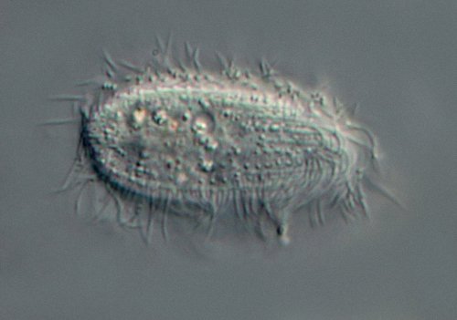 Hier habe ich die Pfeile weggelassen, aber auch auf diesem Bild sieht man paarige Wimpern.