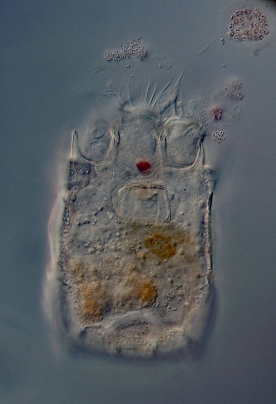 Das rote Cerebralauge ist gut zu erkennen, und die 4 Zähne am Vorderrand, die man auf dem ersten Bild nicht sieht.