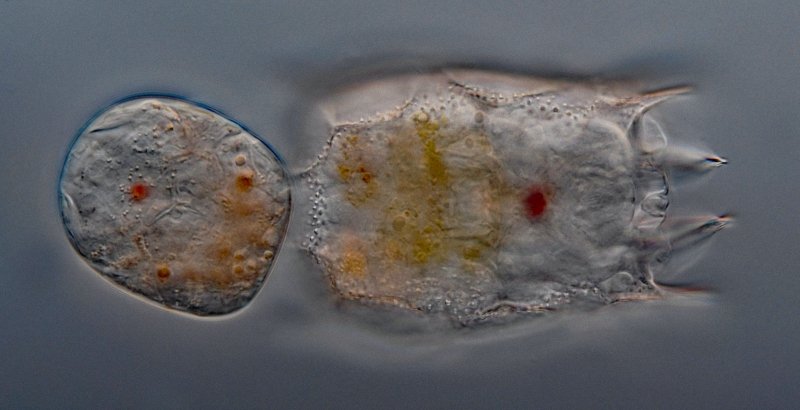 Das Subitanei ist kurz davor, sich zu lösen und ein neues Individuum zu werden.