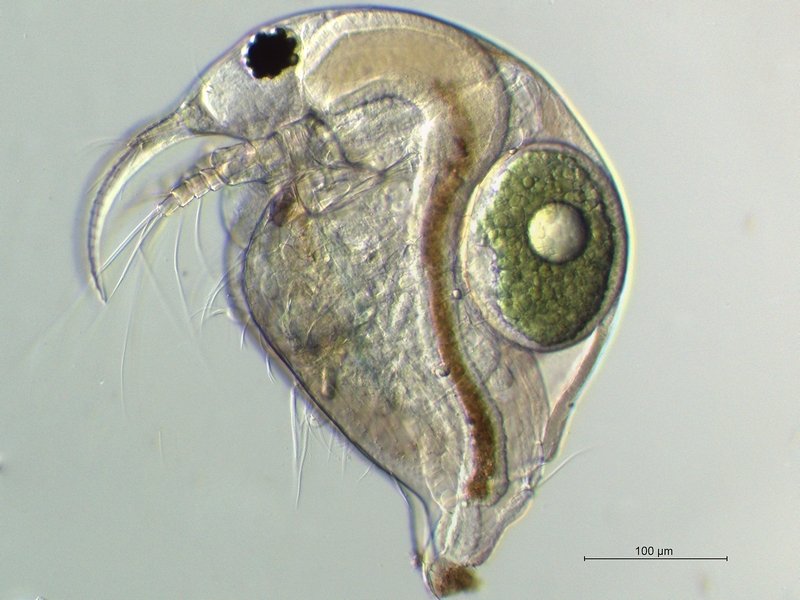 Bosmina longirostris.jpg