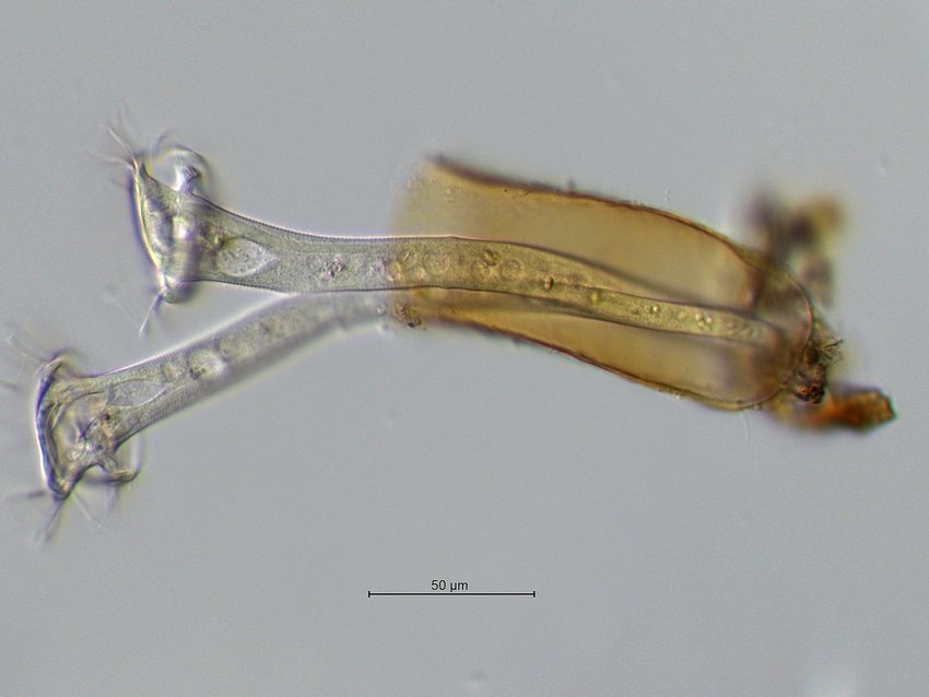 Vaginicola cf.subcrystallina.jpg