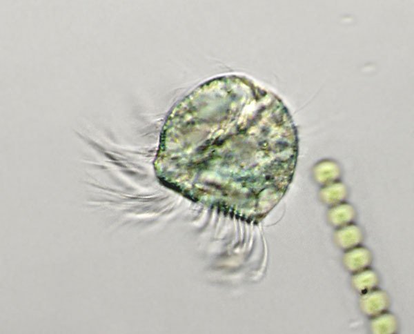 ciliat.streu1a.jpg.jpg