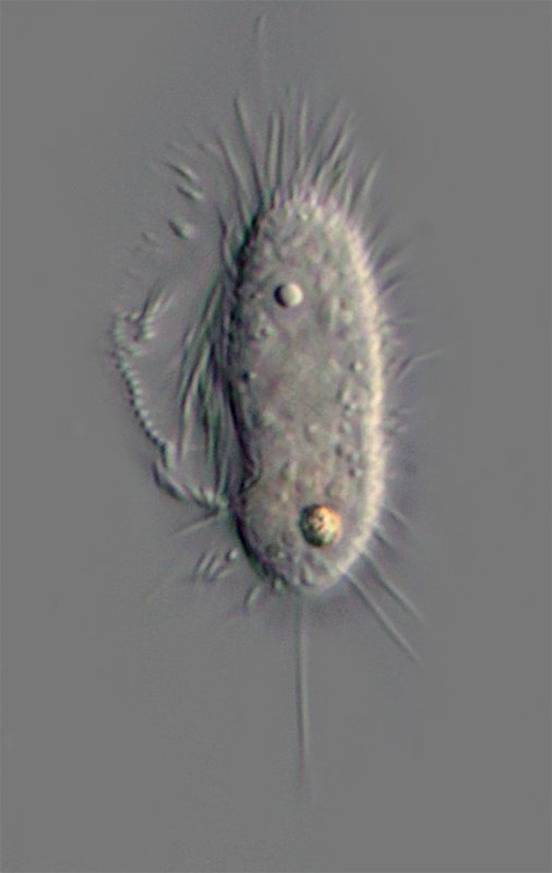 80 µm. Das Tier ist bestimmt was aus der Familie der Pleuronematidae. Vielleicht Cyclidium?