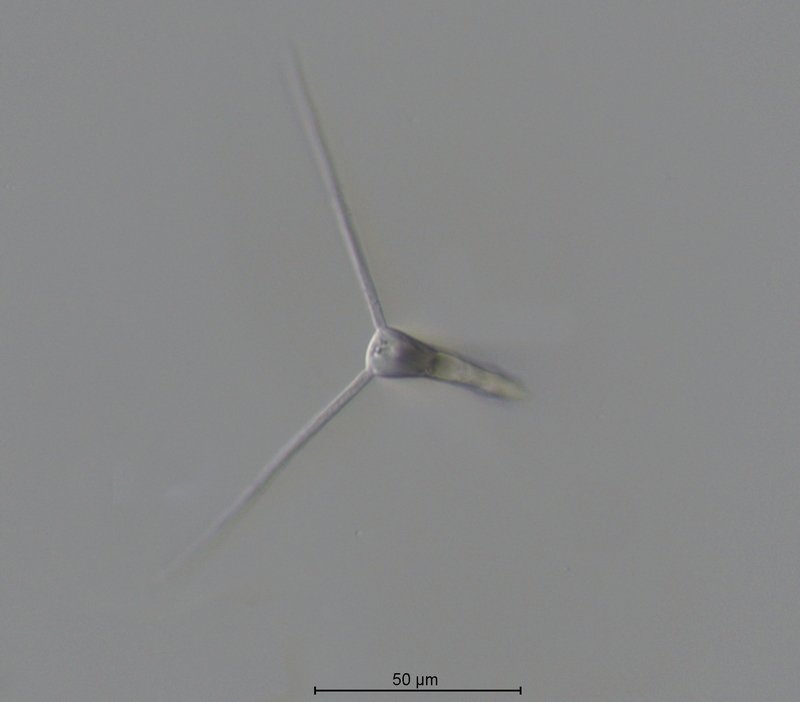 Clavariopsis cf.aquatica.jpg