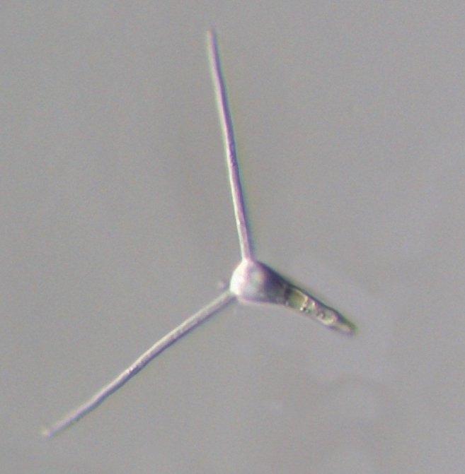 Clavariopsis cf.aquatica_3.jpg