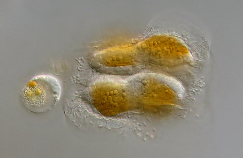 Dies ist eine fast vollzogene Teilung, zumindest interpretiere ich es so. Was das Objekt links daneben ist, weiß ich nicht.