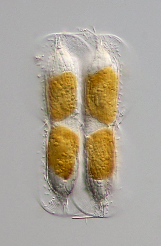 Hier noch mal die Teilung.