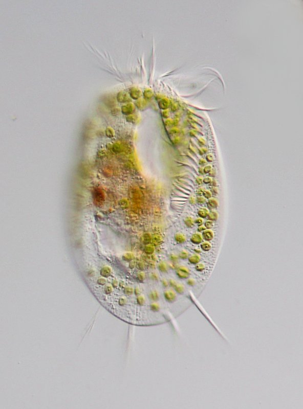 GT Euplotes daidaleos 04B-800.jpg