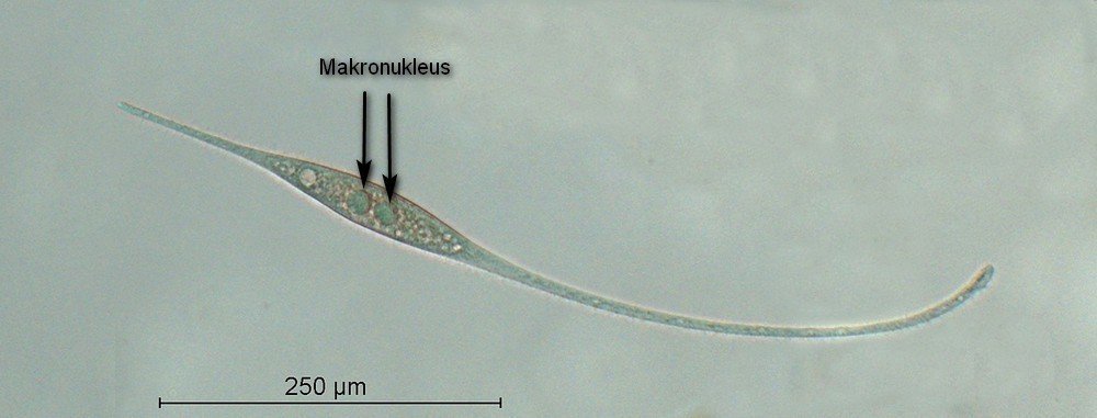 Amphileptus procerus.jpg