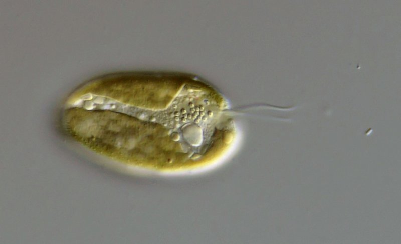 Die beiden randständigen Chloroplasten sind gut zu sehen, und vielleicht ist das große runde Korn ein Maupas-Körper.