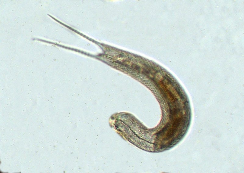 Polymerurus cf. rhomboides.jpg