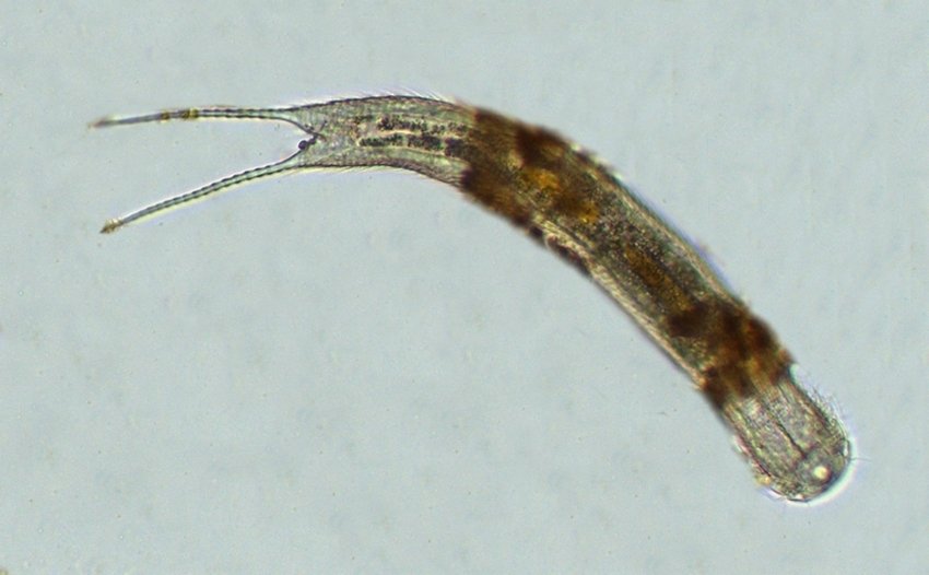 Polymerurus cf. rhomboides_1.jpg