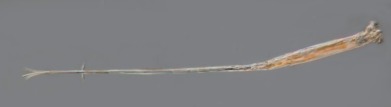 GT Rotaria neptunia 09B800.jpg