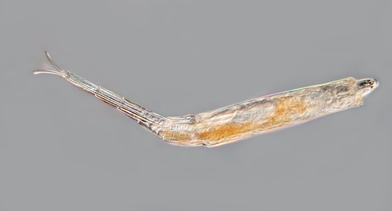 GT Rotaria neptunia 01B800.jpg