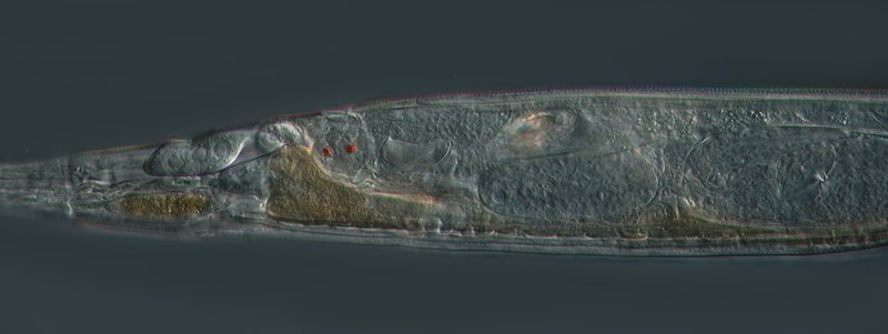 GT Rotaria neptunia 07B800.jpg