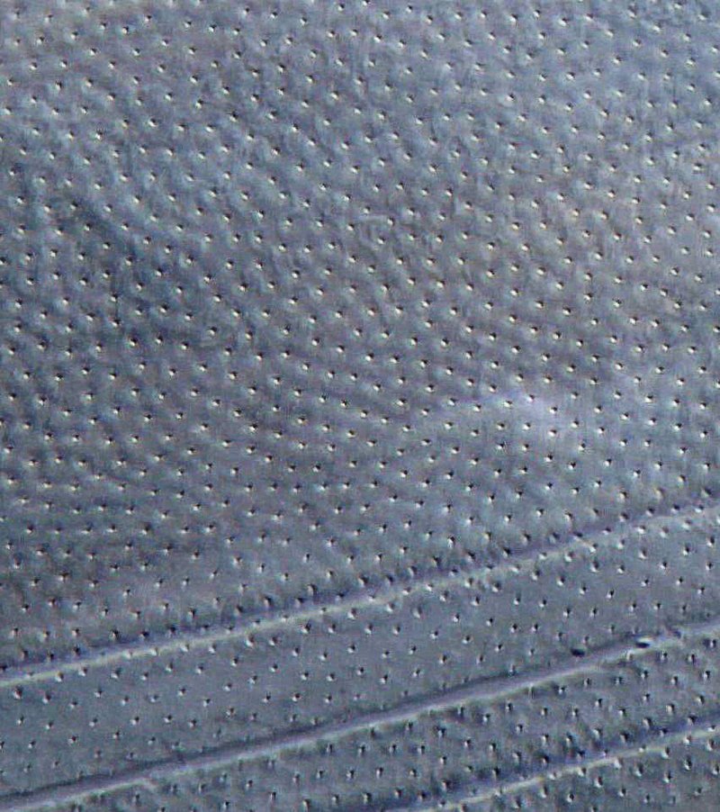 GT Rotaria neptunia 05B800.jpg