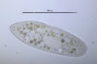 Bild 1: Paramecium caudatum, frei schwimmend, Hellfeld/schiefe Beleuchtung. Gut zu erkennen sind die zahlreichen Trichocysten.