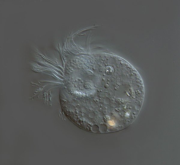 DSC01020 B-600 75 µm.jpg
