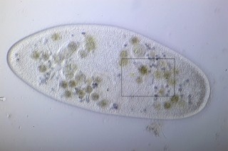 Bild 2: Paramecium caudatum mit Markierung der kontraktilen Vakuole.