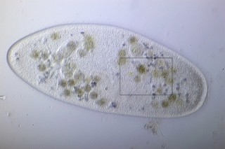 Bild 2: Paramecium caudatum mit Markierung der kontraktilen Vakuole.
