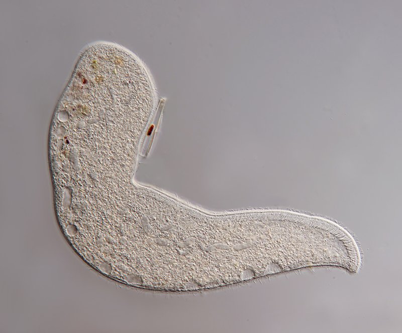 AQ Loxophyllum 01-800 - 400 µm.jpg