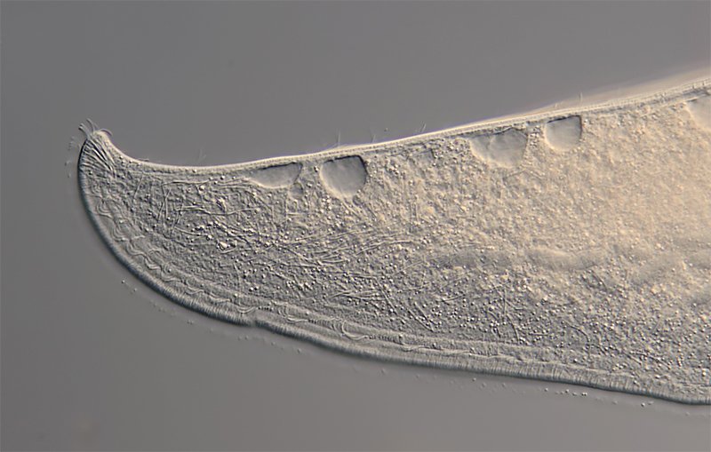 AQ Loxophyllum 02-800 - 400 µm.jpg