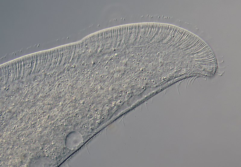 AQ Loxophyllum 06-800.jpg