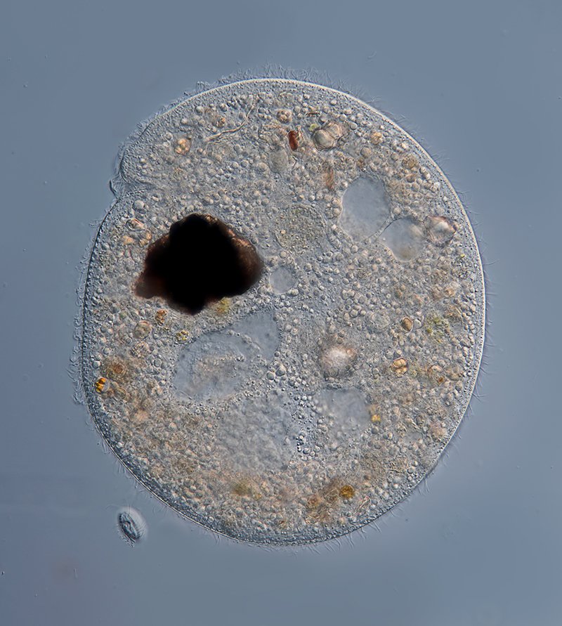 Hier schwimmt auch noch Cyclidium mit um die Wette, ca. 16 µm lang.