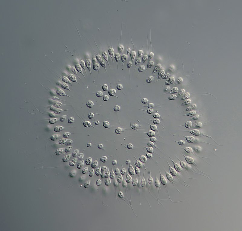 Aufgenommen in einer Schärfeebene