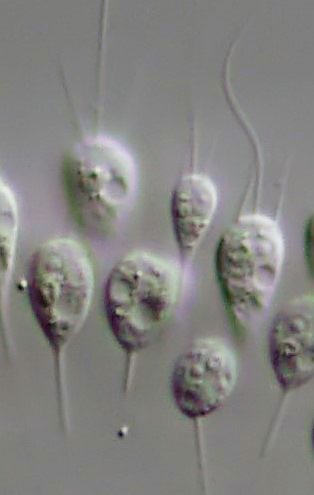 Detail der Einzelzellen