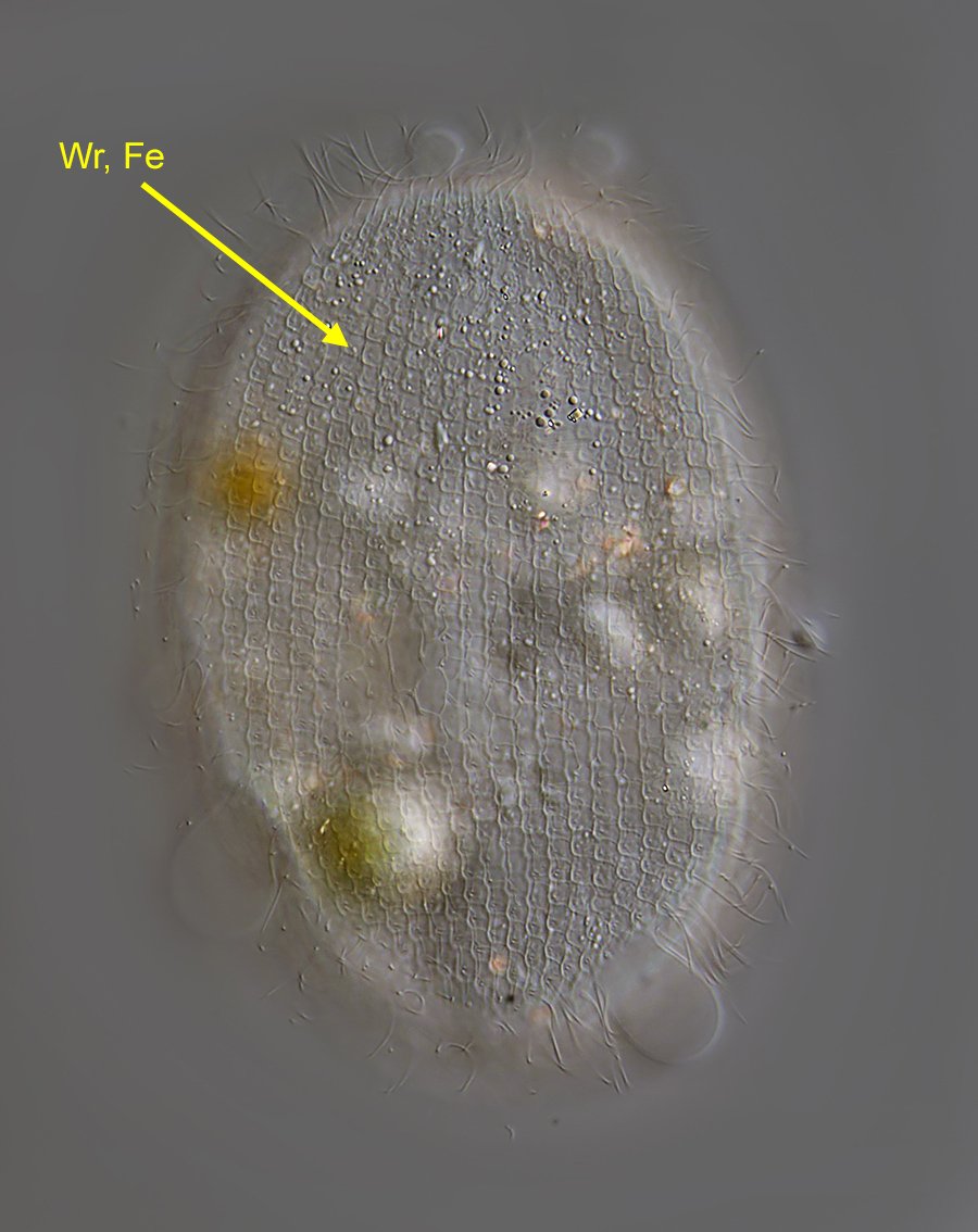 FWS Lembadion bullinum 01-900.jpg