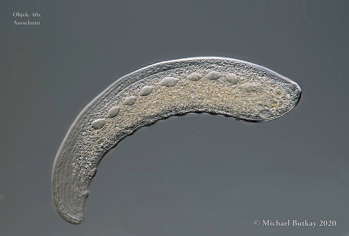 Loxopyllum meleagris_02-06-2020.jpg