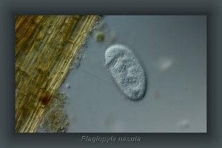 143h_Plagiopyla nasuta.jpg