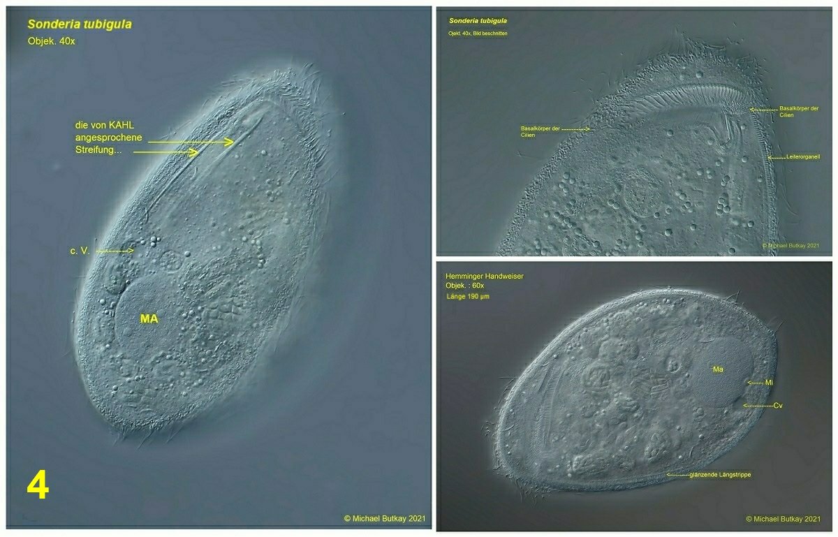 Bild 4_Sonderia tubigula.jpg
