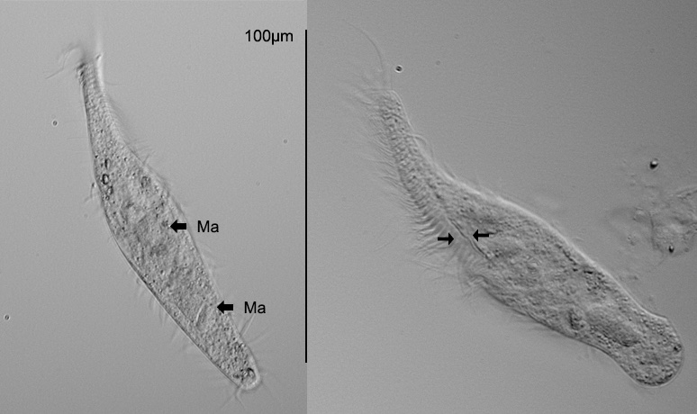 Stichotricha-spec.jpg