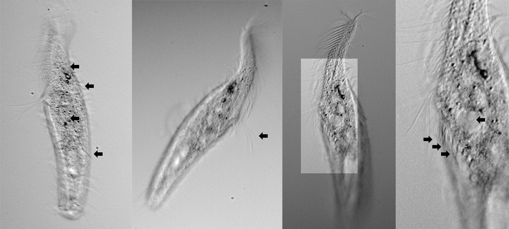 Stichotricha-spec-2.jpg