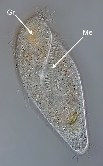 GT Metopus es 10-175µm - 400.jpg