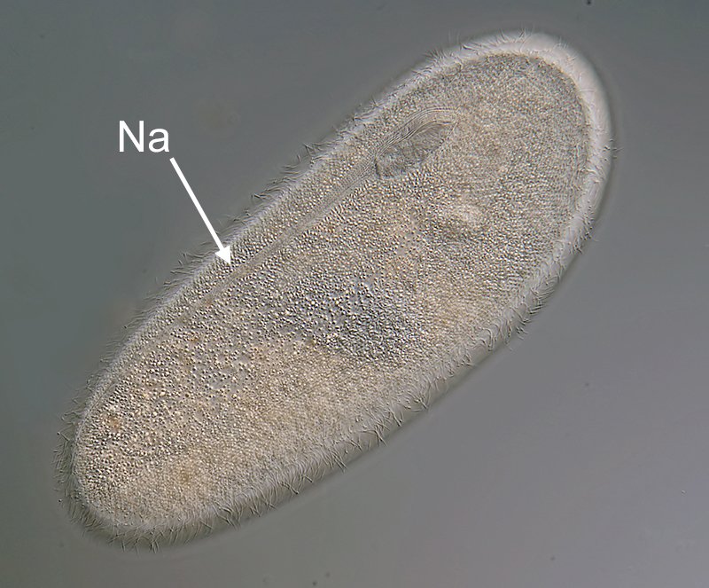 HWB Frontonia marina 13-800.jpg