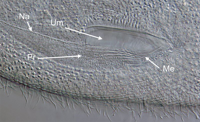 HWB Frontonia marina 17.jpg