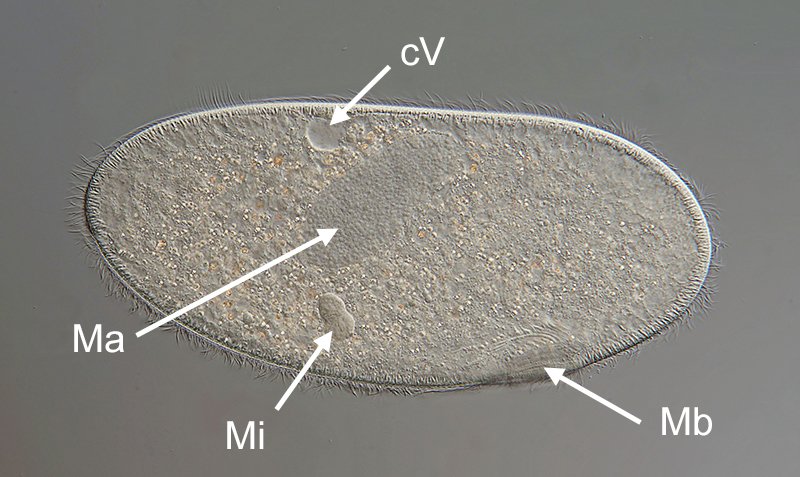 HWB Frontonia marina 02-800 - 300 µm.jpg